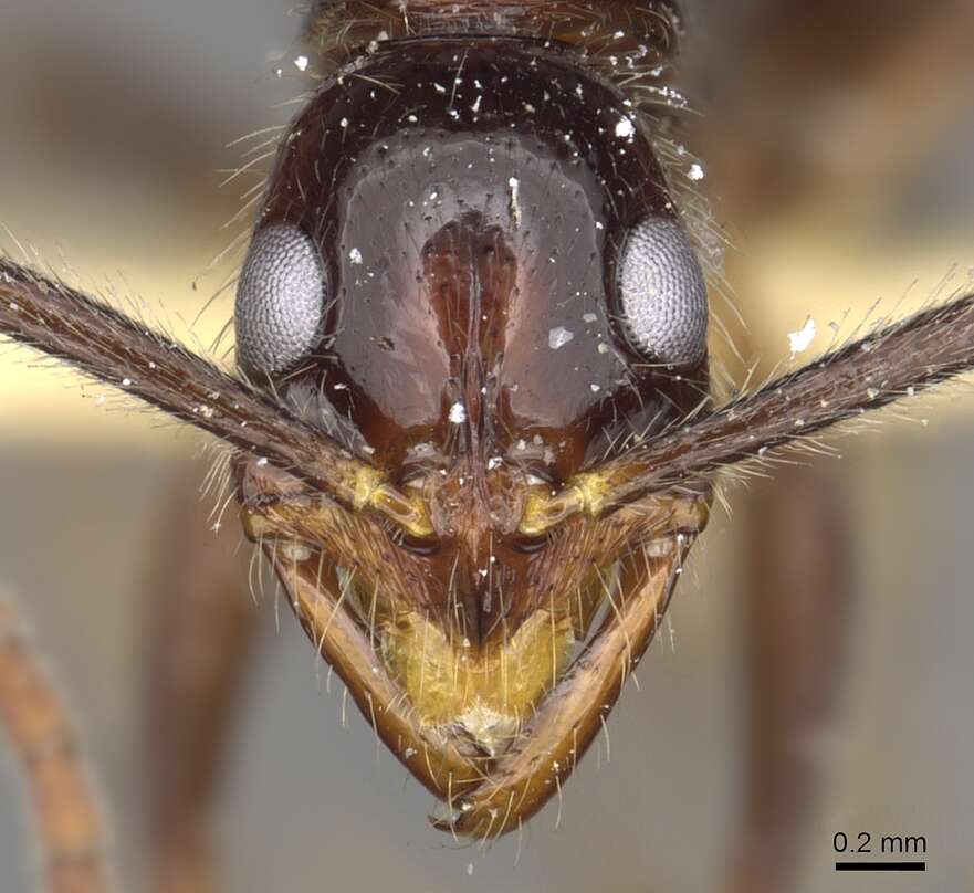 Image of Leptogenys sterops Bolton 1975