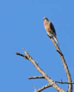 Image of American Mourning Dove