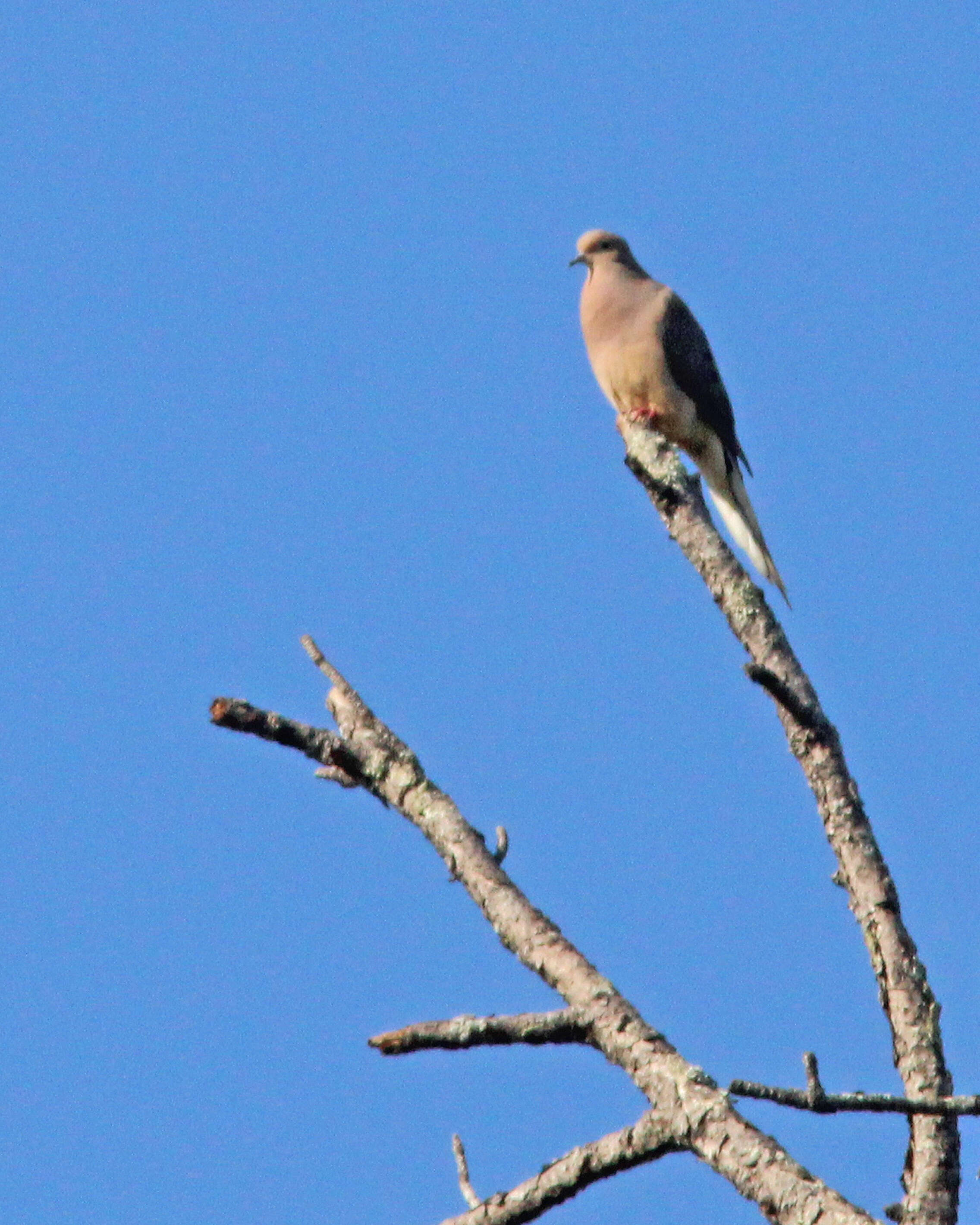 Image of American Mourning Dove