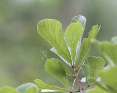 Image of Water Oak