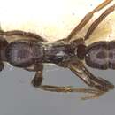 Image of Leptogenys dentilobis Forel 1900