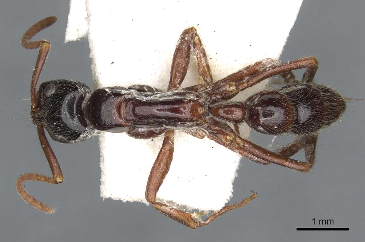 Image of Leptogenys exigua (Crawley 1921)