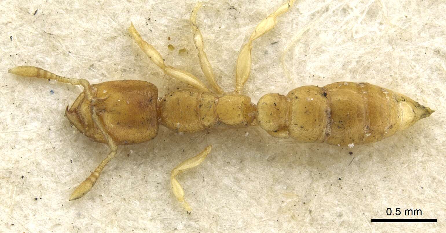 Image of Ant