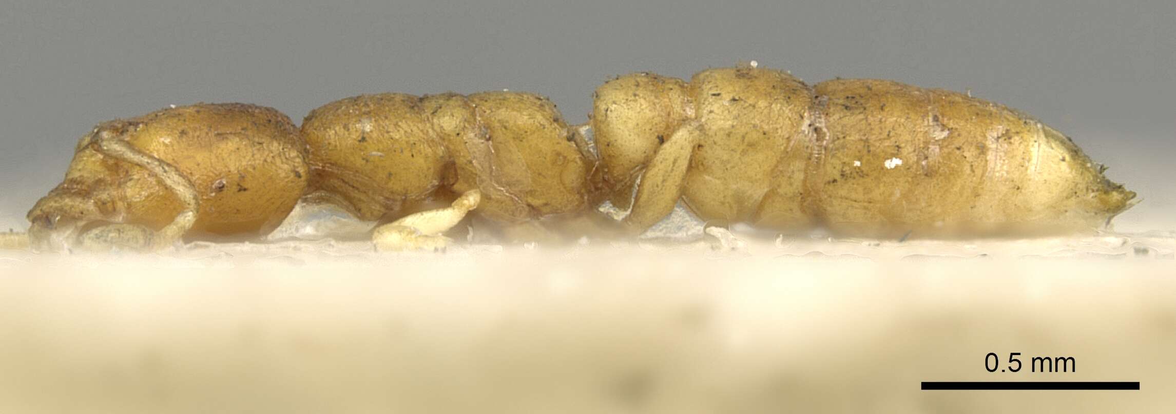 Image of Ant