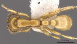 Image of Neivamyrmex nyensis Watkins 1977