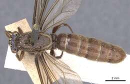 Image of Neivamyrmex guerinii (Shuckard 1840)
