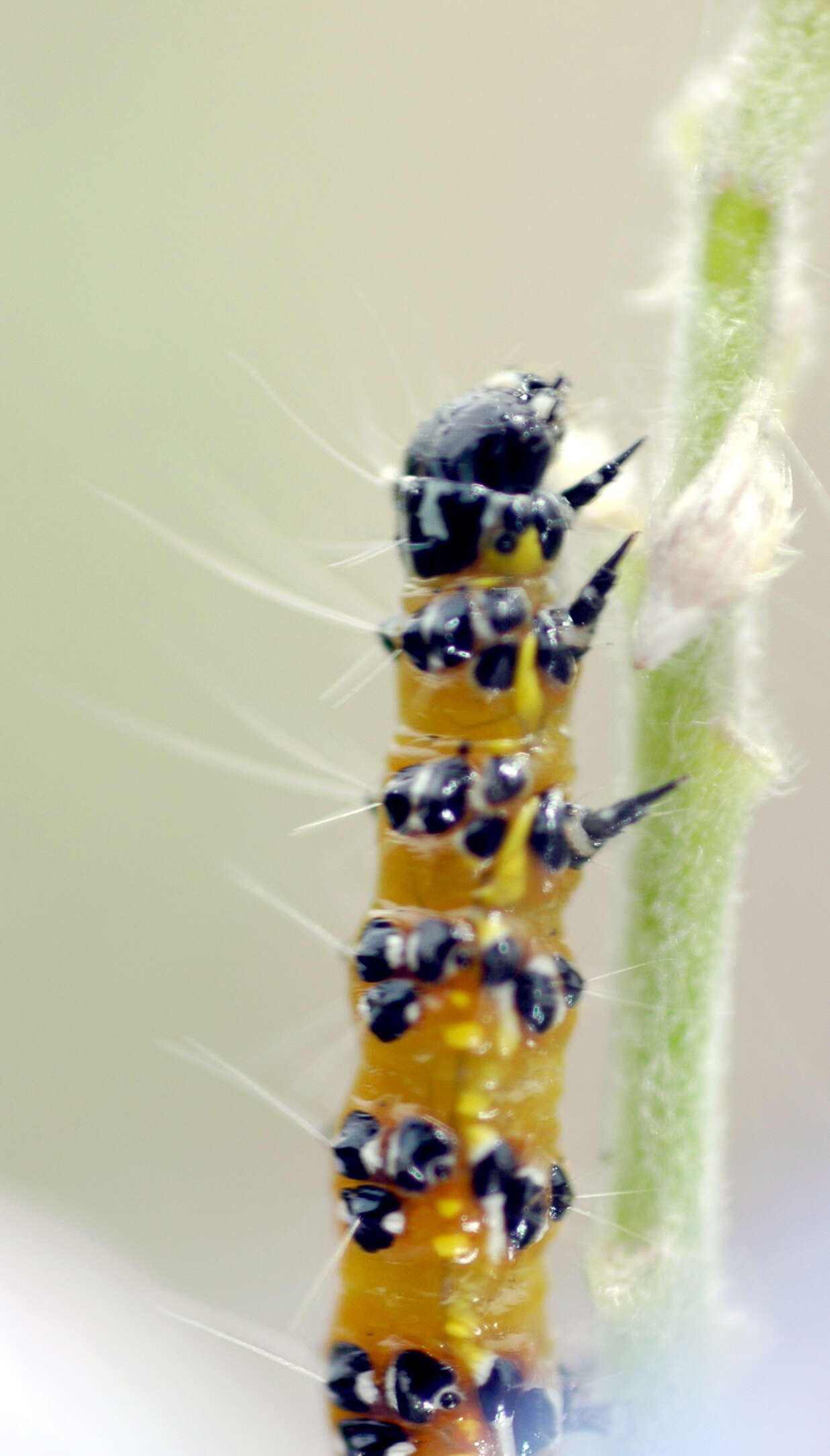 Image of Bordered Patch