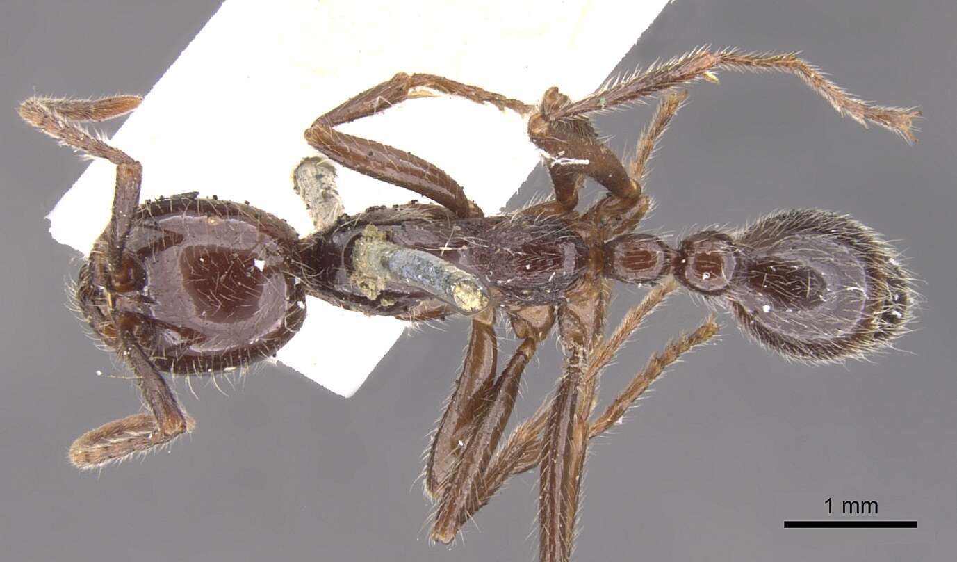 Image of Neivamyrmex pilosus (Smith 1858)