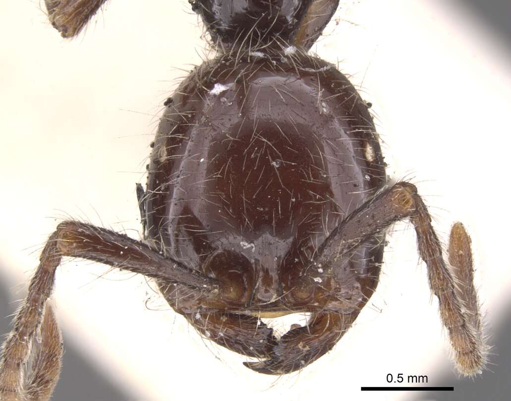 Image of Neivamyrmex pilosus (Smith 1858)