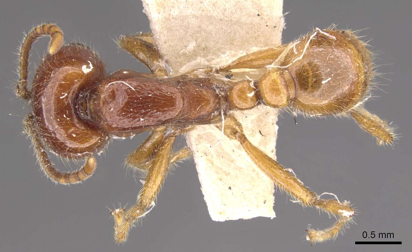 Image of Neivamyrmex antillanus (Forel 1897)