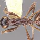Image of Aenictus alticola Wheeler & Chapman 1930