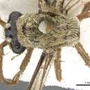 Image of Aenictus pubescens Smith 1859