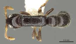 Image of Cerapachyinae