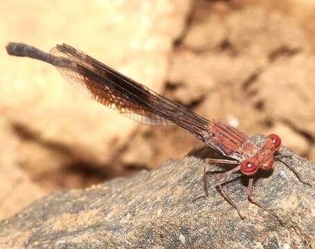 Image of Disparoneura quadrimaculata (Rambur 1842)