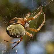 Araneus horizonte Levi 1991 resmi