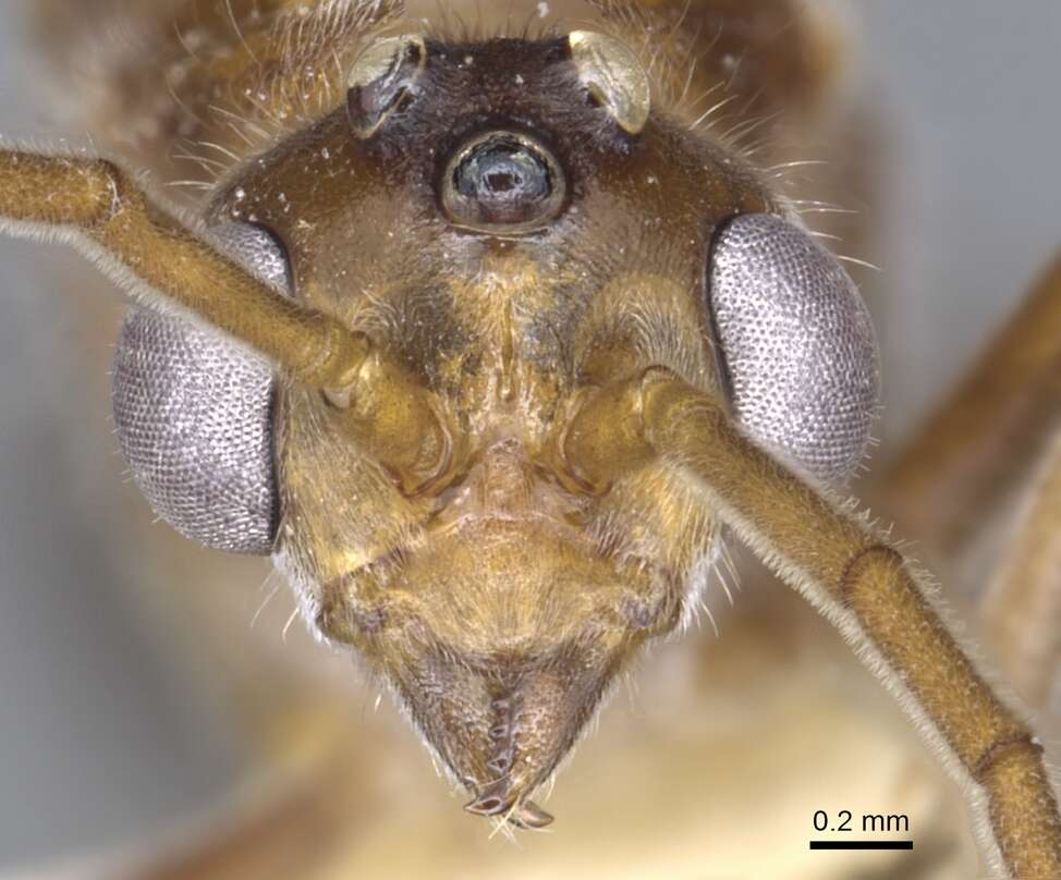 Image of Nothomyrmecia