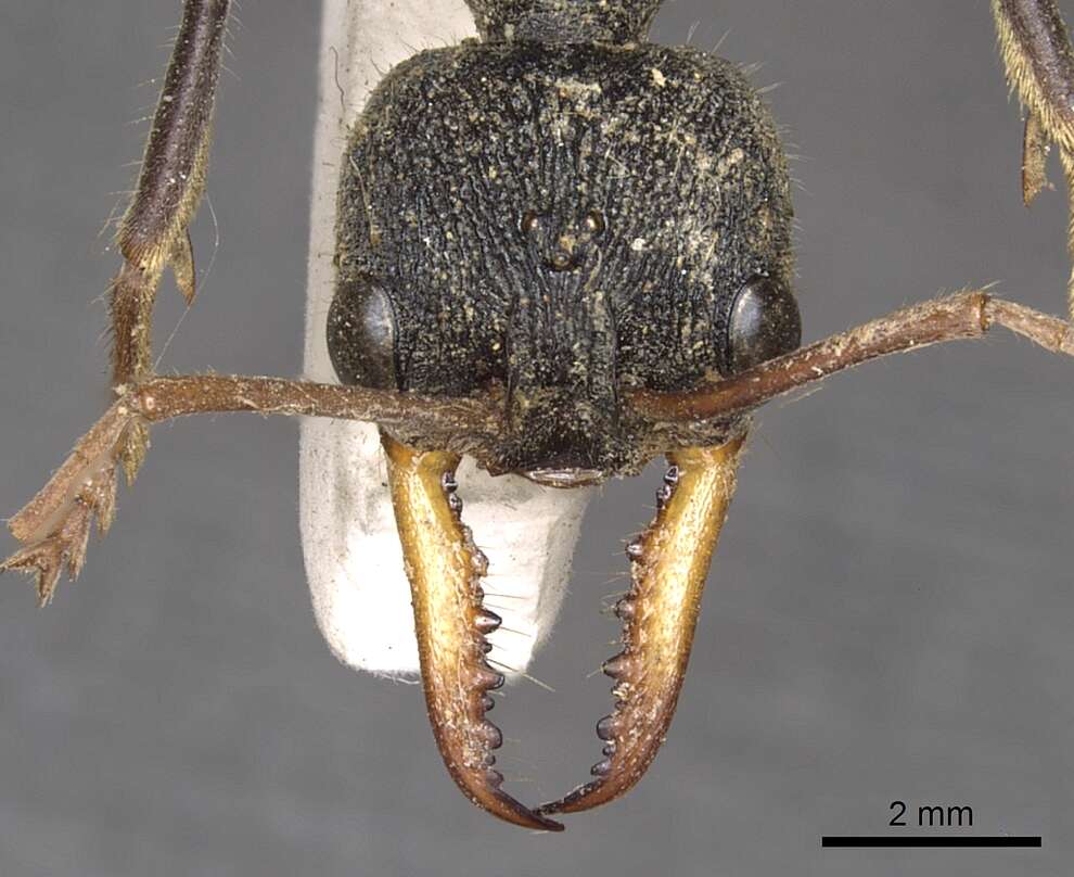 Image of Myrmecia tarsata Smith 1858