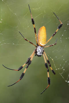 صورة Trichonephila clavipes (Linnaeus 1767)