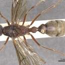 Image de Myrmecia auriventris Mayr 1870