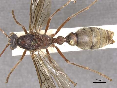 Image of Myrmecia auriventris Mayr 1870