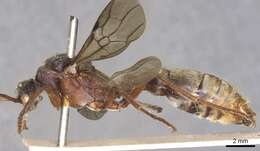 Image of Myrmecia auriventris Mayr 1870