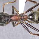 Image of Myrmecia borealis Ogata & Taylor 1991