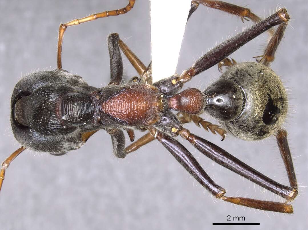 Image of Myrmecia borealis Ogata & Taylor 1991