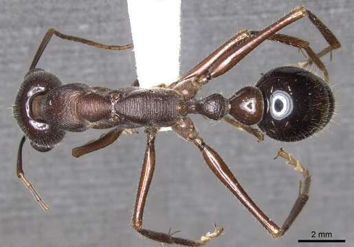 Image of Myrmecia browningi Ogata & Taylor 1991