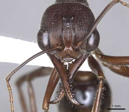 Image of Myrmecia browningi Ogata & Taylor 1991