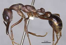 Image of Myrmecia browningi Ogata & Taylor 1991