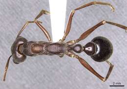 Image of Myrmecia erecta Ogata & Taylor 1991