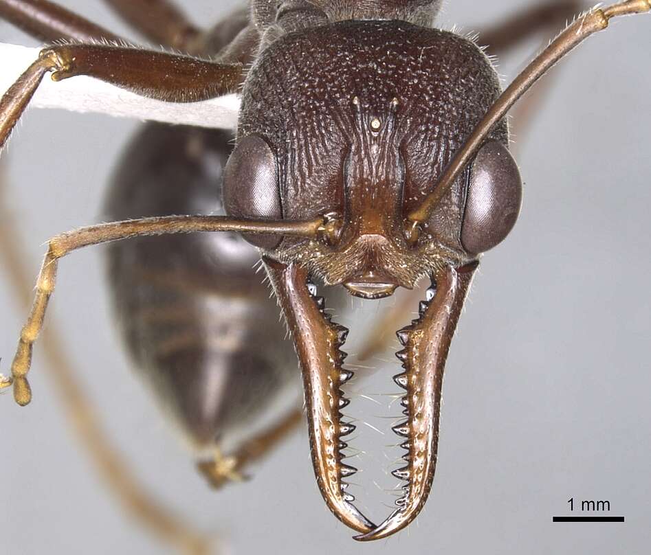 Image of Myrmecia erecta Ogata & Taylor 1991