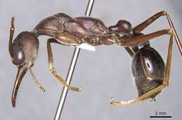 Image of Myrmecia erecta Ogata & Taylor 1991