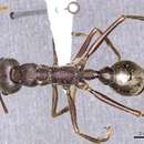 Image of Myrmecia fabricii Ogata & Taylor 1991