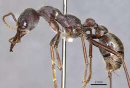 صورة Myrmecia fabricii Ogata & Taylor 1991