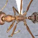 Image of Myrmecia tridentata Ogata & Taylor 1991