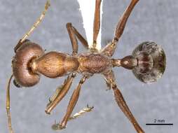 Image of Myrmecia tridentata Ogata & Taylor 1991