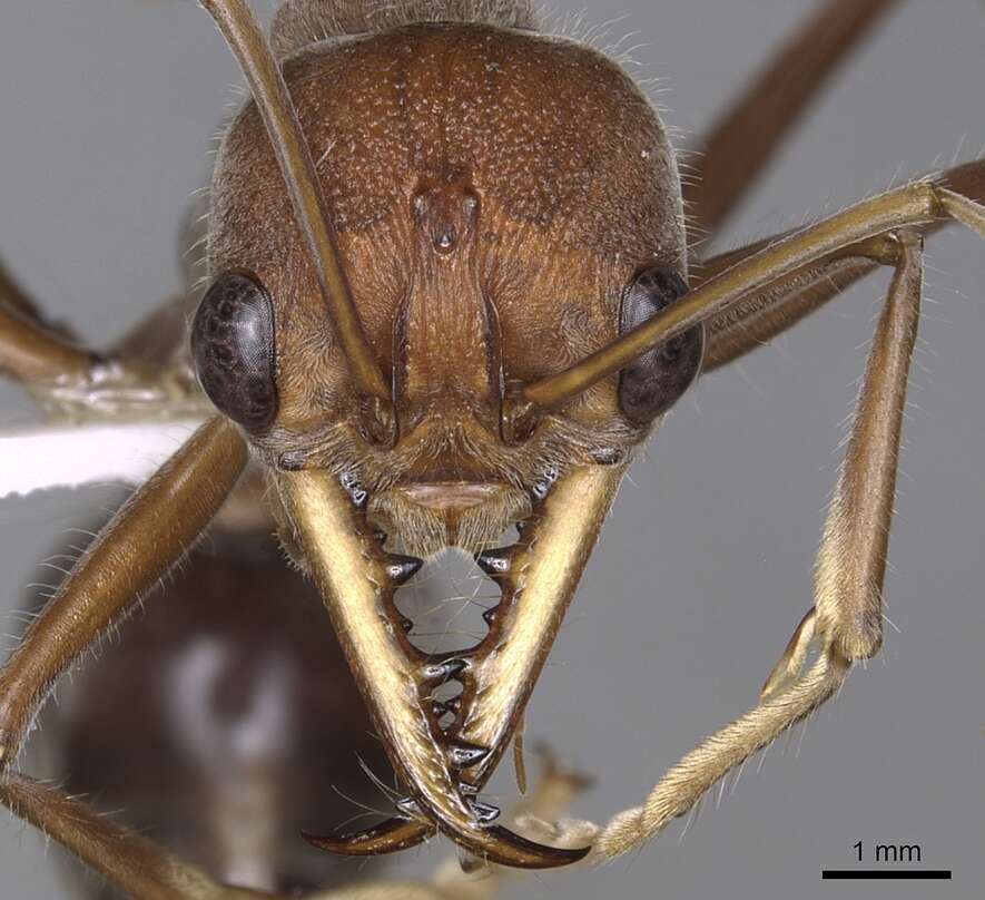 Image of Myrmecia tridentata Ogata & Taylor 1991