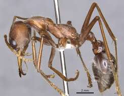 Image of Myrmecia tridentata Ogata & Taylor 1991