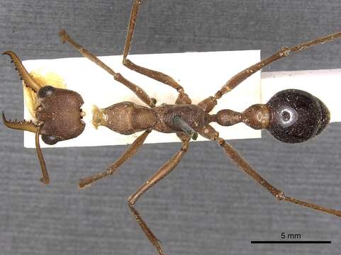 Image of Myrmecia vindex Smith 1858