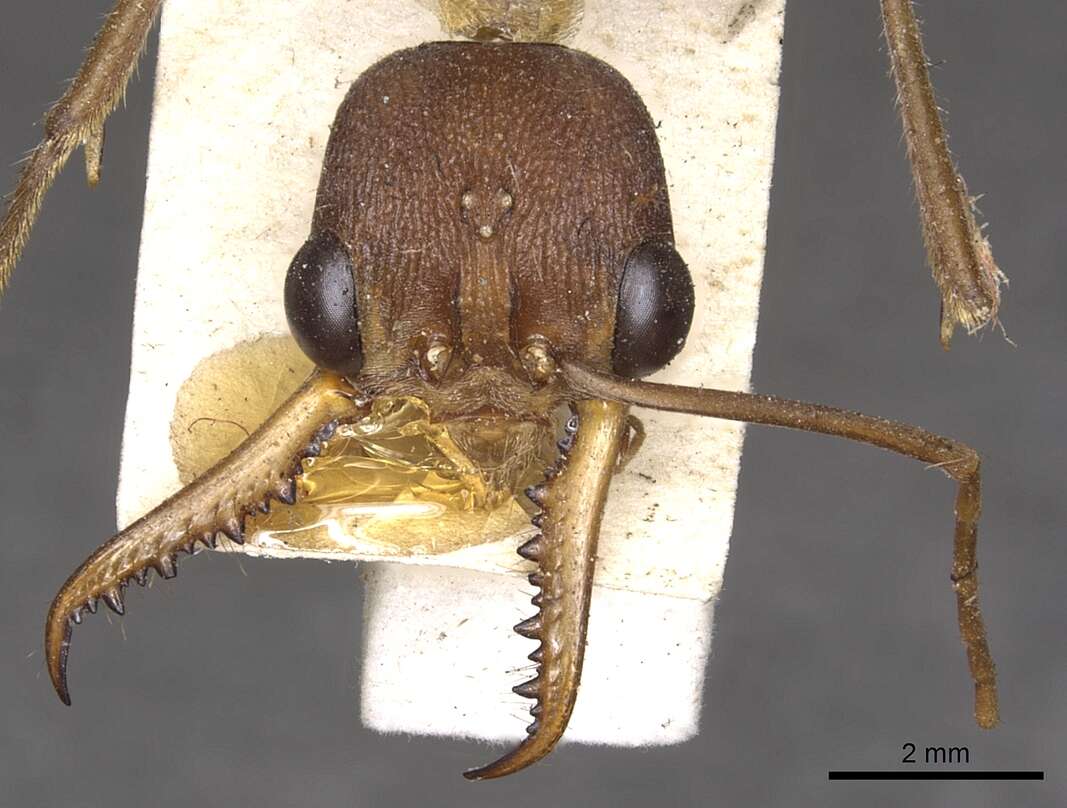 Image of Myrmecia vindex Smith 1858