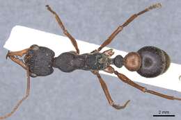 Image of Myrmecia esuriens Fabricius 1804