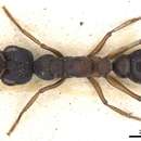 Image of Myrmecia occidentalis (Clark 1943)