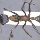 Image of Jumper Ant