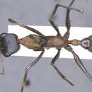 صورة Myrmecia nigrocincta Smith 1858