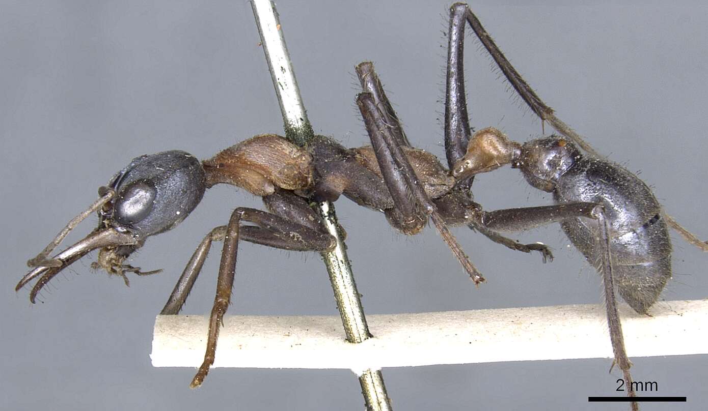 صورة Myrmecia nigrocincta Smith 1858