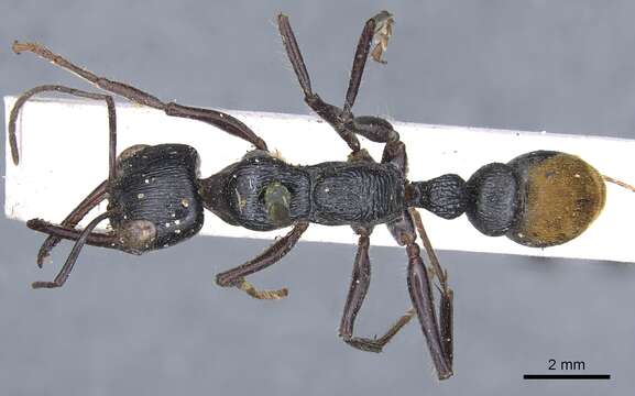 Image of Myrmecia mandibularis Smith 1858