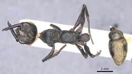 Image of Myrmecia piliventris Smith 1858