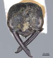 Image of Myrmecia piliventris Smith 1858