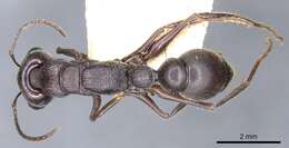 Image of Myrmecia clarki Crawley 1922